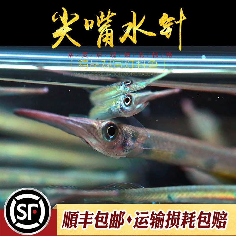 尖嘴水针鱼小型上层灯科鱼热带淡水鱼稀有小鱼可爱迷你观赏鱼活体