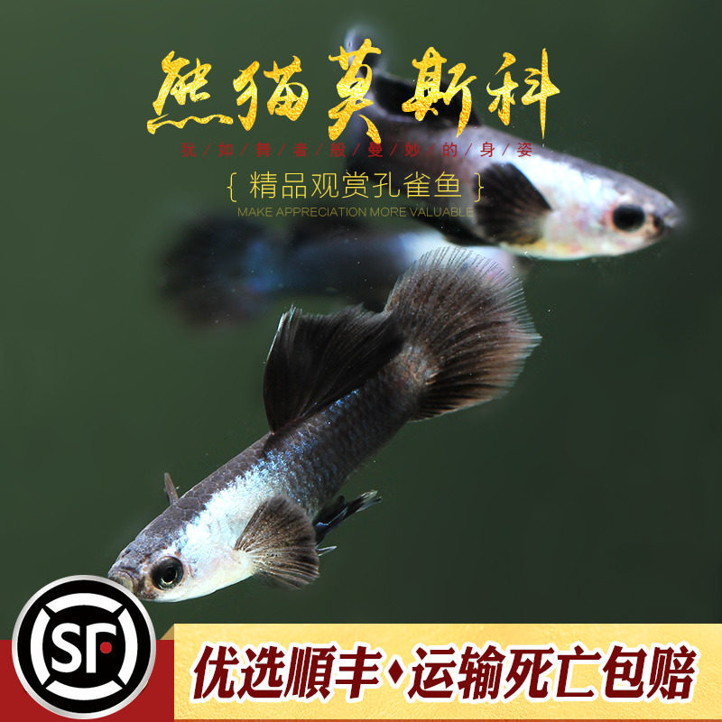 熊猫莫斯科鱼纯种莫斯科蓝小圆尾体精灵孔雀鱼热带观赏胎生鱼活体