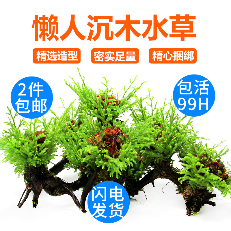 水草绑沉木定植鱼缸懒人造景水族箱红色水草绿植入缸成景新手推荐