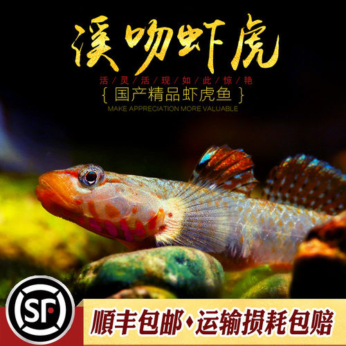 吻虾虎观赏鱼子陵白面唇纹水族乡