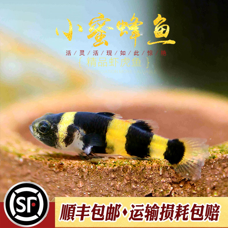 小蜜蜂鱼泰国原生进口观赏鱼虾虎鱼热带除藻工具鱼小型虾虎鱼活体