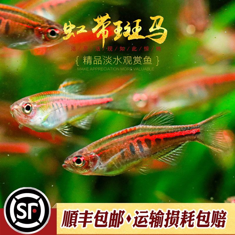 红带斑马鱼水草缸小型群游灯科鱼荧光红紫虹带斑班马蓝带鱼活体鱼