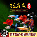 小天空蓝 练手入门级孔雀鱼小型热带观赏鱼胎生小鱼蓝白玻璃活体