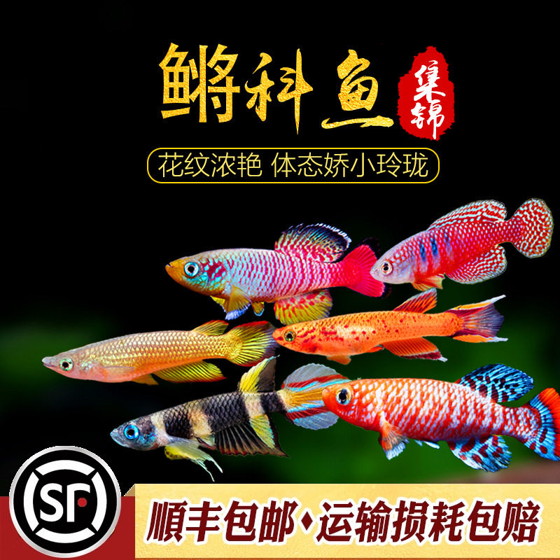 桂系青鳉鱼原生广西弓背中国小型青鳉鱼原生冷水小灯科群游活体鱼