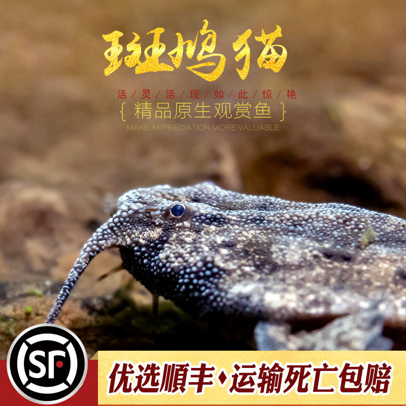 斑鸠猫鱼南美热带鱼观赏鱼工具鱼翻砂异型底栖鲶鱼五弦琴猫活体鱼