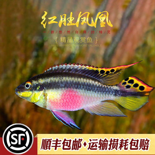 水族乡南美短鲷热带观赏鱼荷兰鱼