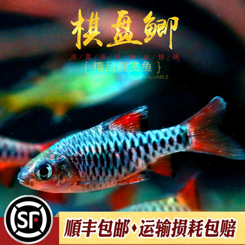 原生冷水鱼易饲养发色美丽