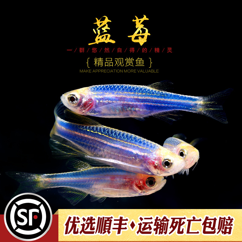 水族乡台湾活体斑马鱼