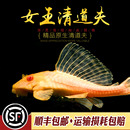 黄金大帆女王清道夫红眼大型工具鱼女皇大凡异形鱼清缸热带观赏鱼