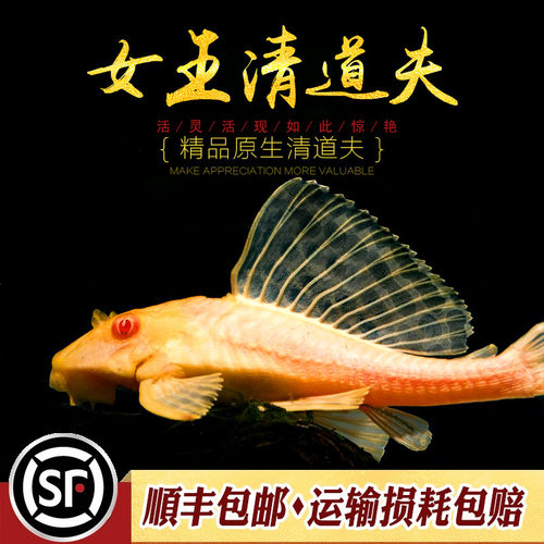 女王清道夫鱼黄金红眼大帆