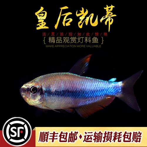 草缸群游小型灯鱼皇后凯蒂鱼