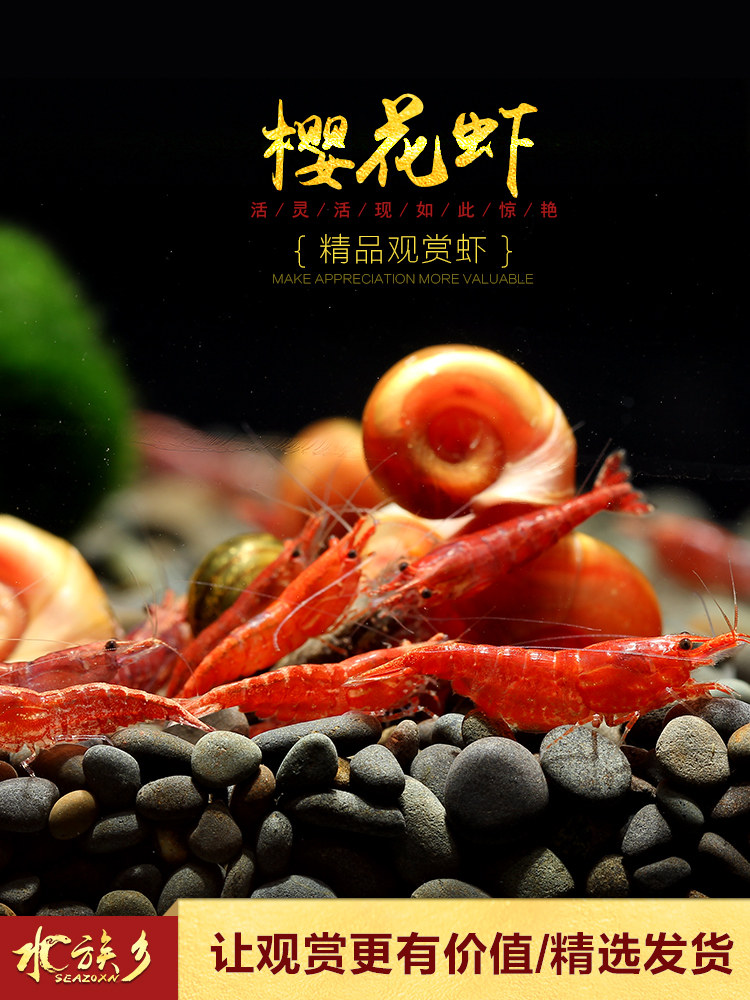 Cherry shrimp Ornamental algae removal tools Pet species shrimp Sub-adult cherry egg shrimp Egg-holding live grass tank small shrimp