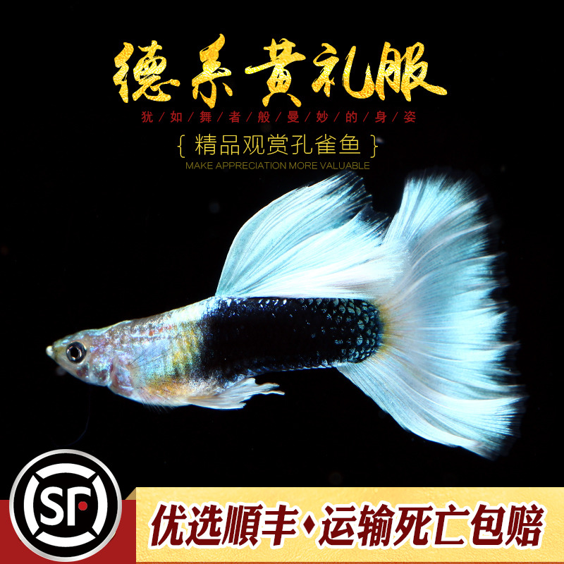 孔雀鱼水族乡纯种小型活体孔雀鱼