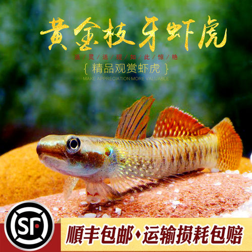 黄金枝牙枝桠虾虎鱼饰妆枝牙虾虎热带鱼蓝面电光红唇小熊猫虾虎鱼 - 封面