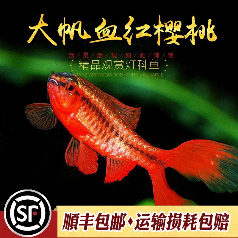 长尾樱桃灯超红群游观赏鱼水族乡