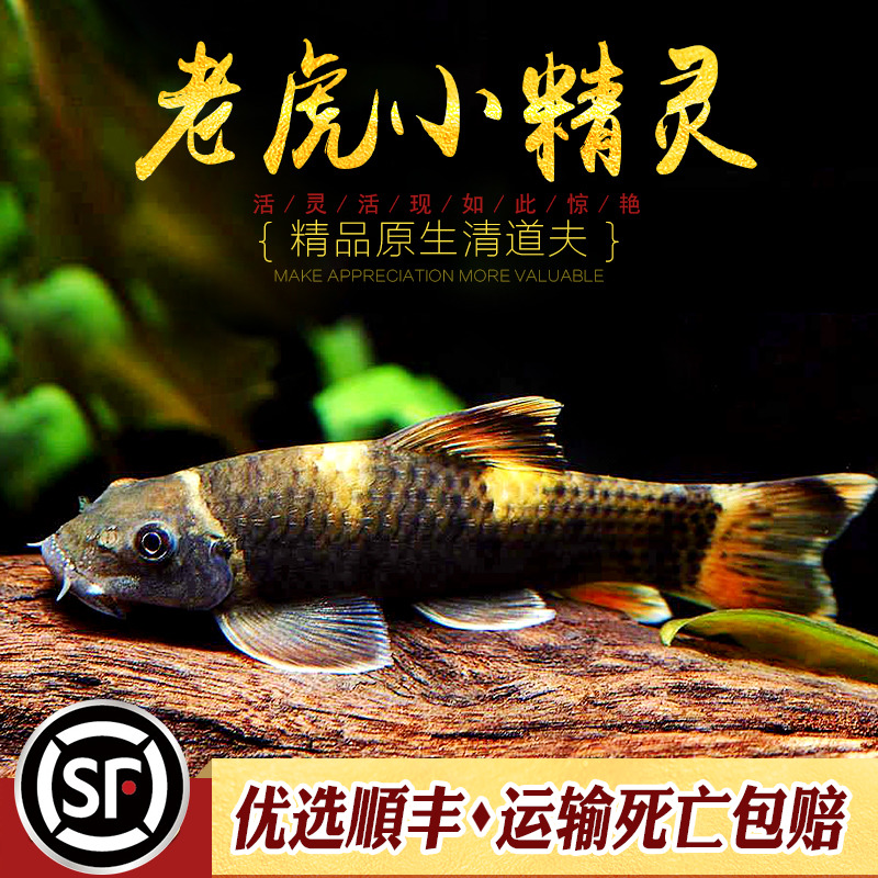 老虎小精灵鱼淡水强效除藻工具鱼除青苔垃圾鱼进口小型易养鱼活体