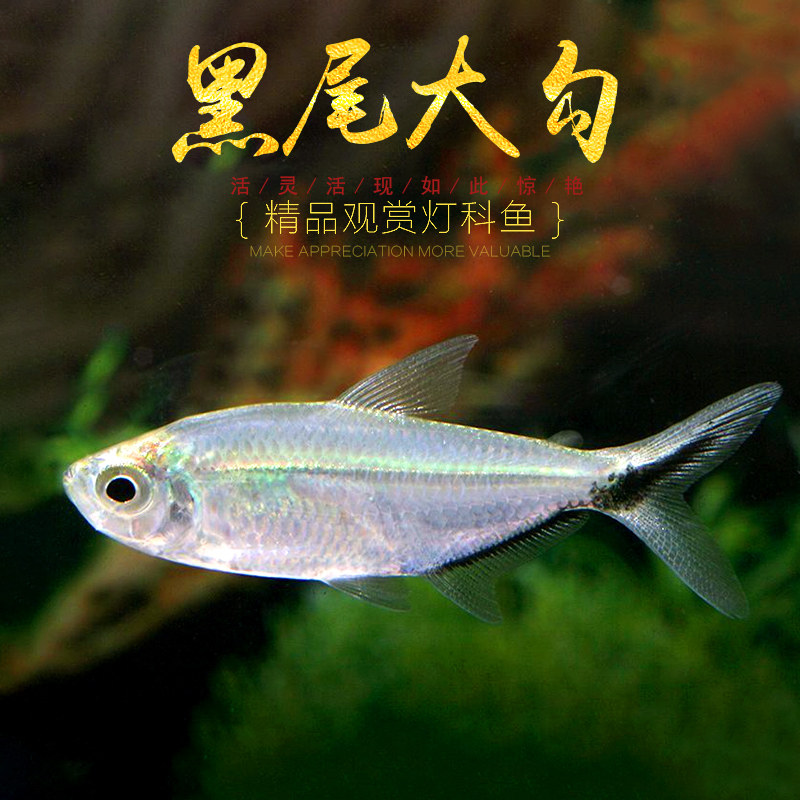 黑尾大勾鱼小型扯旗灯鱼草缸红绿灯鱼鱼群游观赏鱼淡水热带鱼活体