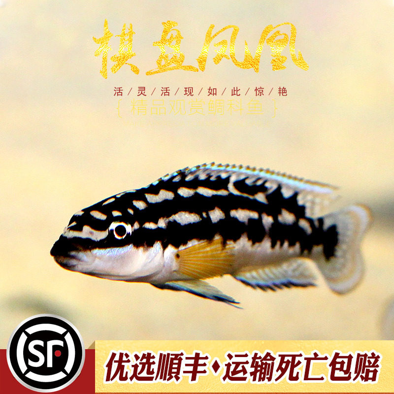 棋盘凤凰鱼三湖坦鲷慈鲷淡水鱼热带鱼观赏鱼凤凰短鲷黄帆卷贝活体