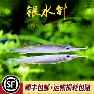 水银针鱼小型上层灯科鱼热带鱼稀有小鱼迷你鲟鱼斑节鳉白金银水针