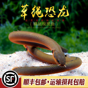 草绳恐龙鱼虎纹龙水草缸大型古代化石鳗鱼怪鱼观赏恐龙热带鱼活体