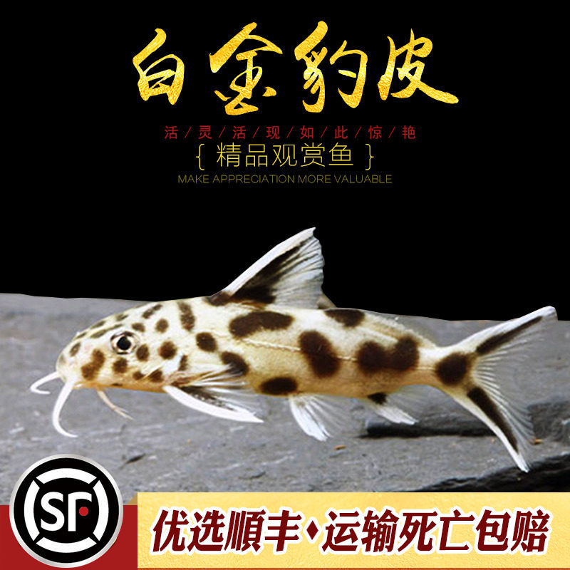 白金豹皮鱼南美倒吊猫大胡子大帆波丽斑马热带鱼慈鲷底栖鱼活体鱼
