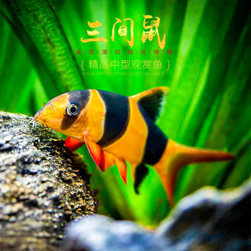 三间鼠鱼小丑泥鳅三间老鼠鱼龙鱼配鱼清缸热带观赏工具鱼活体宠物 - 封面