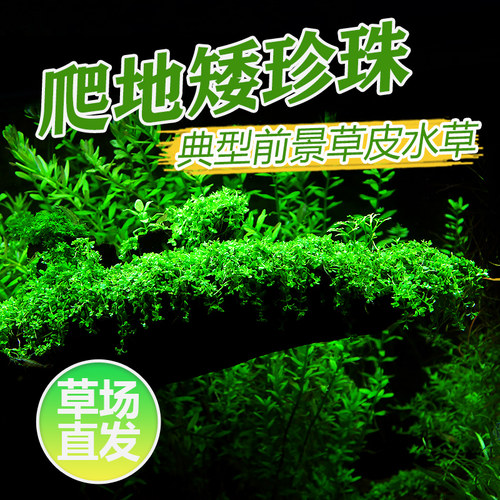 爬地矮珍珠鱼缸造景新手前景水草
