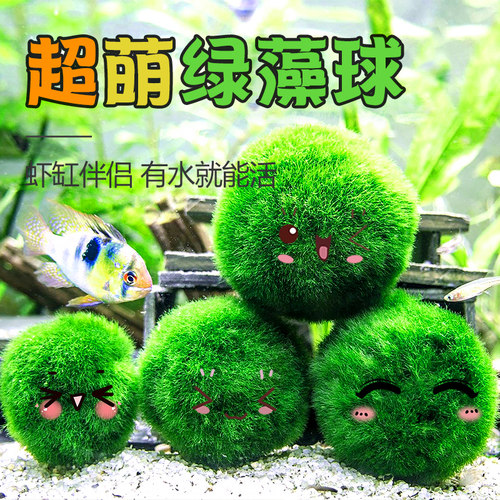 水草绿藻球水草阴性球水藻球