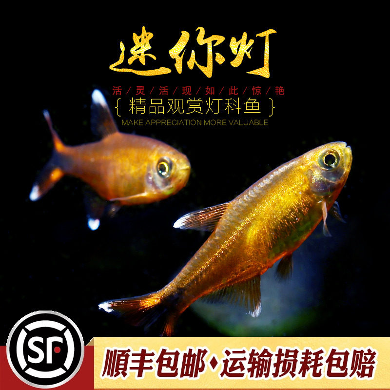 迷你灯鱼金针红绿灯宝莲灯热带小型灯鱼草缸群游樱桃企鹅灯鱼活体,宠物/宠物食品及用品,鱼,淘宝优惠券,粉丝福利购,淘宝优惠卷