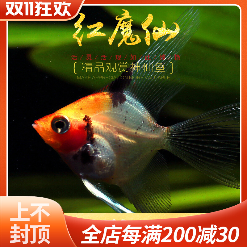 红魔鬼仙燕鱼蓝魔仙红魔仙草缸群游热带观赏鱼玻璃七彩神仙鱼活体