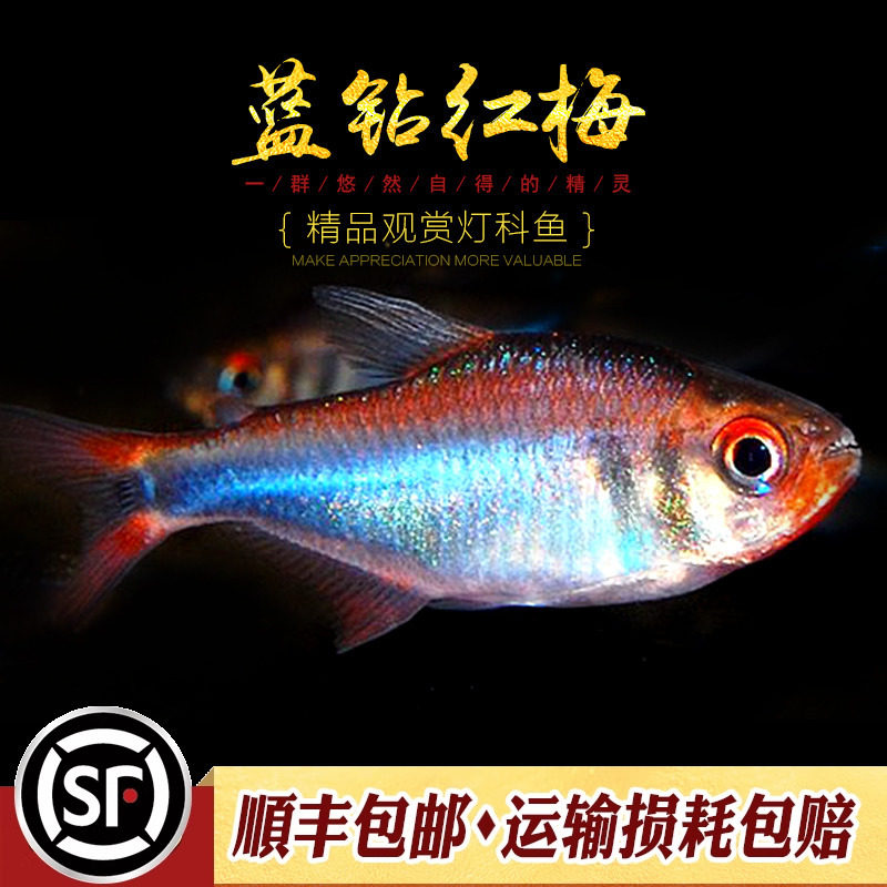 蓝钻红梅鱼观赏鱼小型热带鱼兰钻红莓淡水灯南美高端草缸群游活体