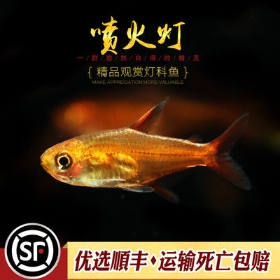 喷火灯群游效果好活体鱼水族乡