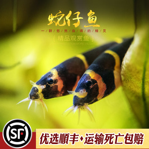 苦力泥鳅鱼小型热带鱼缸清除残渣鱼屎宠物活体除涡虫蛋白虫杀手鱼