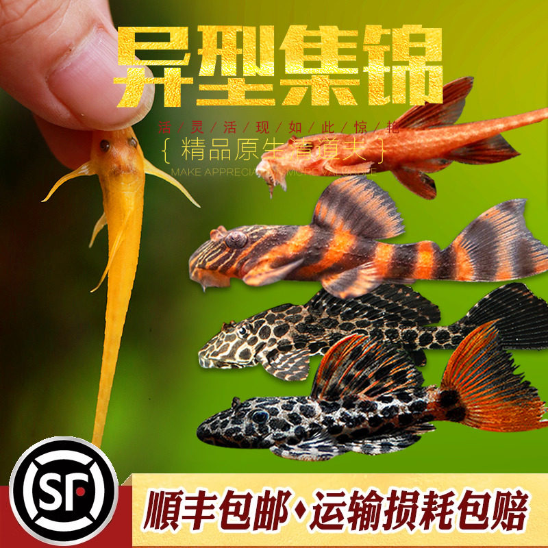南美进口小型热带异型鱼集锦