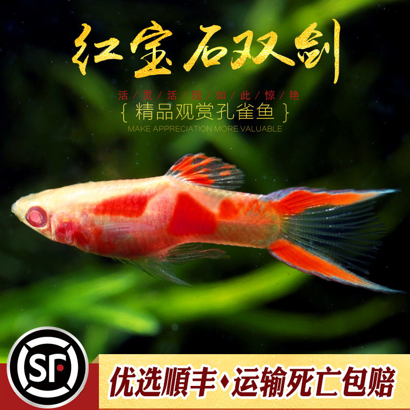 红宝石双剑鱼草缸热带鱼小型观赏鱼胎生鱼精品红双剑尾孔雀鱼活体