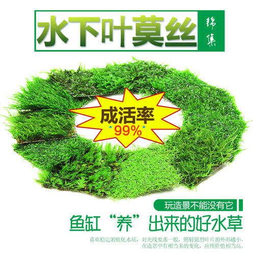 鹿角苔怪蕨水下草凤尾苔莫斯水晶