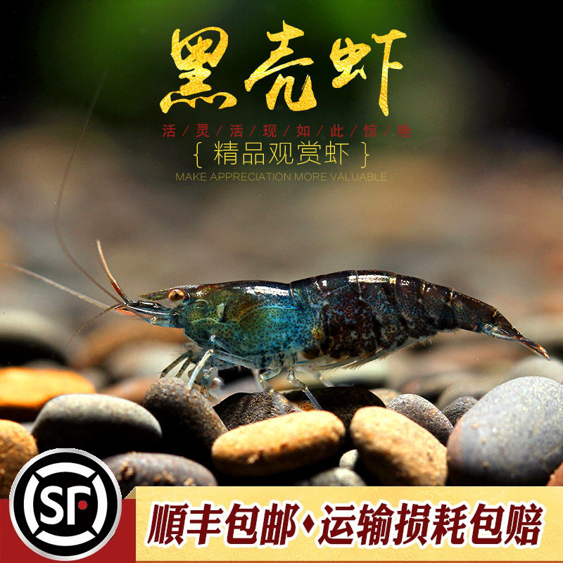 优质黑壳虾水族箱除藻淡水草缸除苔藻观赏小宠物活体清洁工具米虾