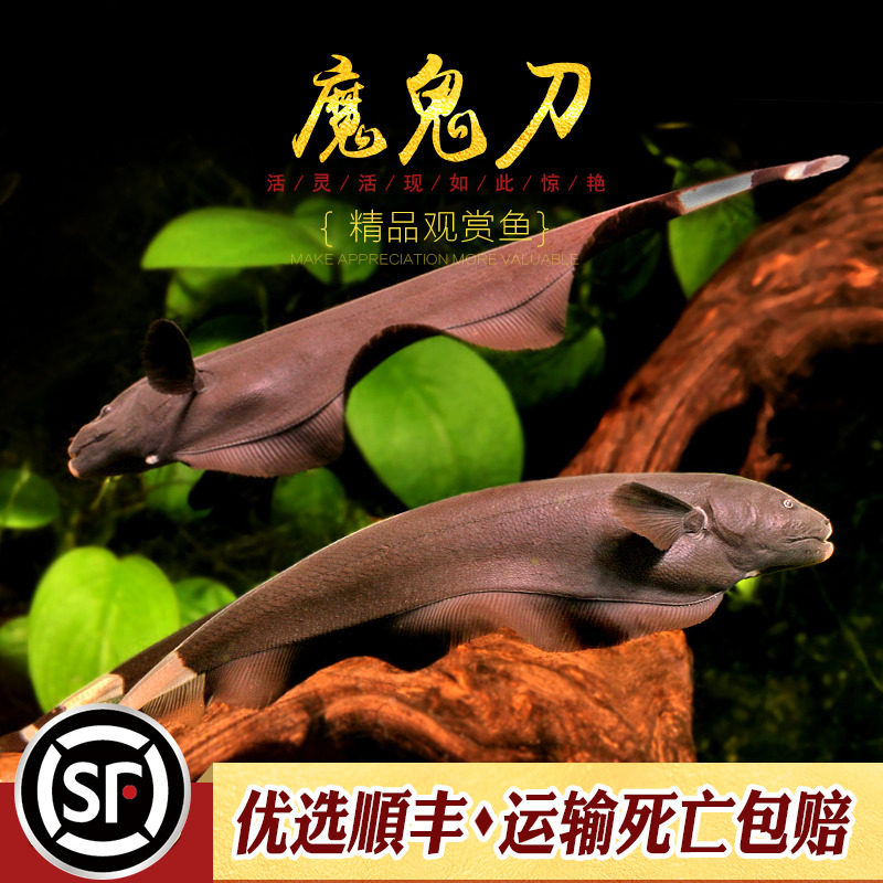 魔鬼刀热带观赏鱼黑魔鬼刀羽毛刀鱼线么刀电鳗黑羽毛刀招财鱼活体_虎窝淘