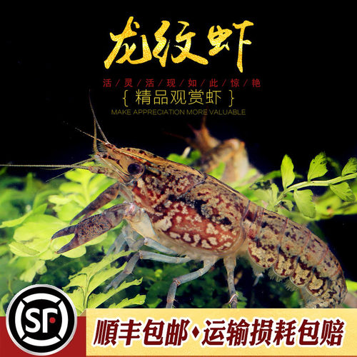 龙纹虾新手入门淡水观赏虾宠物小龙虾单性繁殖蓝螯虾橘鳌虾活体虾 - 封面