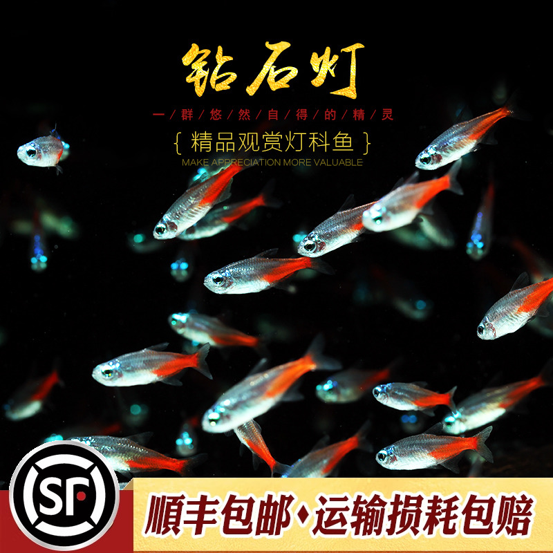 水族乡钻石鱼缸红莲霓虹灯阿氏波
