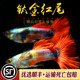 钛金红尾礼服孔雀鱼精品纯种热带鱼胎生观赏鱼练手淡水小型鱼活体