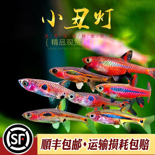 水族乡迷你小型群游灯科鱼