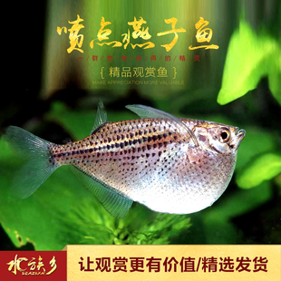 喷点银燕子鱼巨型豹纹阴阳月光石斧头燕子银燕子热带鱼观赏鱼活体