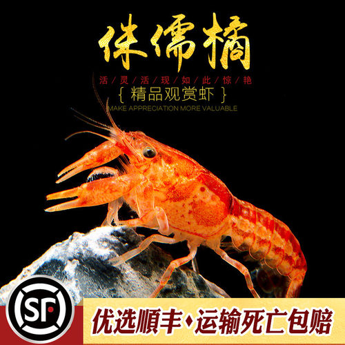 特萨努橘色侏儒迷你小型水草缸