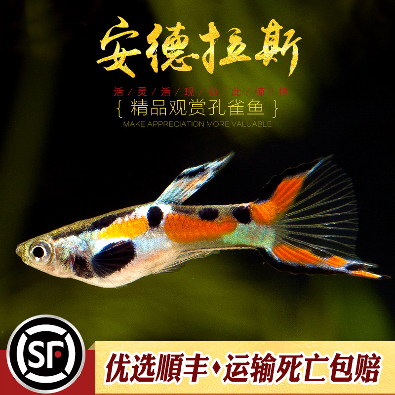 安德拉斯双剑观赏鱼精灵水族乡