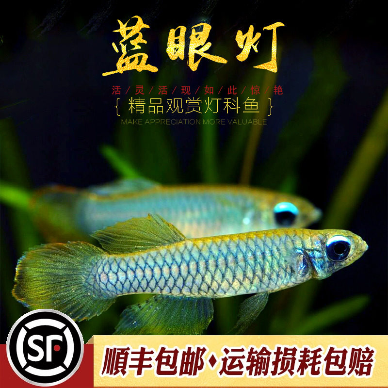 蓝眼灯鱼小型热带鱼淡水观赏鱼蓝眼睛水草缸新手入门灯鳉鱼活体鱼