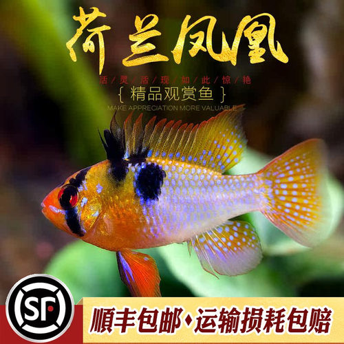 短鲷观赏鱼荷兰凤凰热带淡水