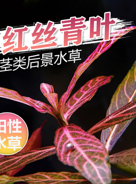 红丝青叶水草鱼缸中后景造景小青叶红色系阳性水草水族箱布景活体