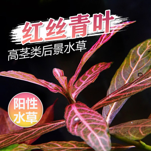 草缸高茎中后景红色水草红丝青叶