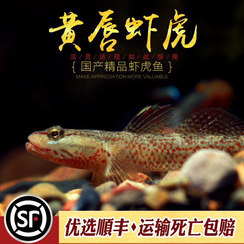 黄唇虾虎鱼中国广东西原生鱼密点黄唇sp白面红纹腮溪吻虾虎鱼活体